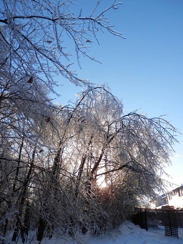 Winter Poster featuring the photograph Winter's Grip 1 by Pema Hou