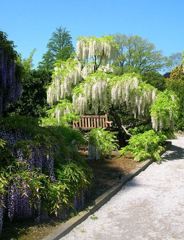 Wisteria Garden Poster featuring the photograph Wisteria Garden by Susan Maxwell Schmidt