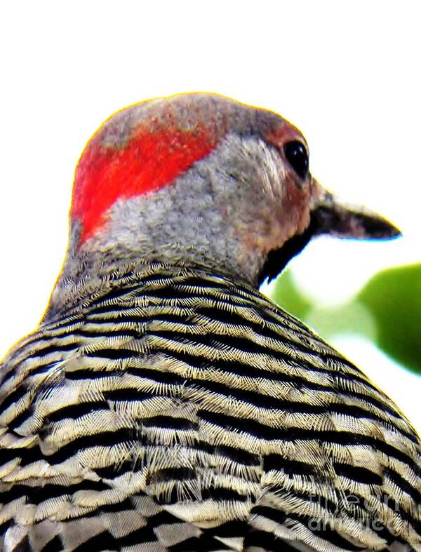 Woodpecker Poster featuring the photograph Woodpecker with a Red Heart by Judy Via-Wolff