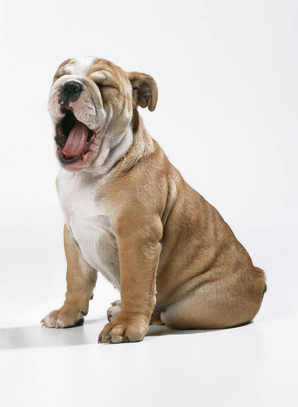 Dog Poster featuring the photograph Yawning Bulldog Puppy by John Daniels