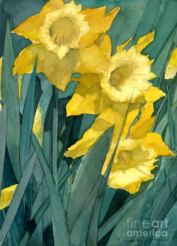 Watercolor Poster featuring the painting Watercolor Painting of Blooming Yellow Daffodils by Greta Corens