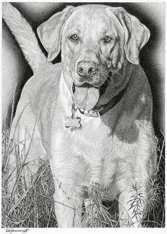 Yellow Lab Poster featuring the drawing Yellow Lab in the Field by Rob Christensen