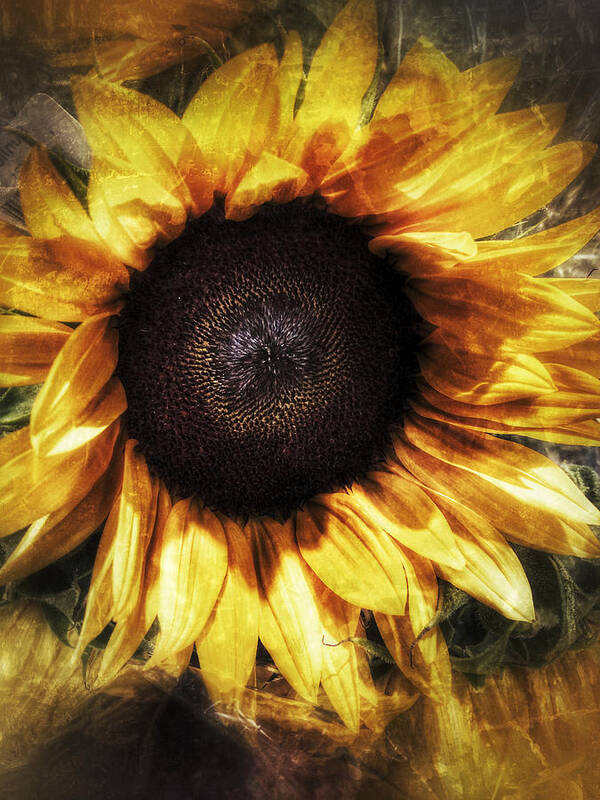 Sunflower Poster featuring the photograph You Make Me Happy When Skies are Gray by Patricia Januszkiewicz