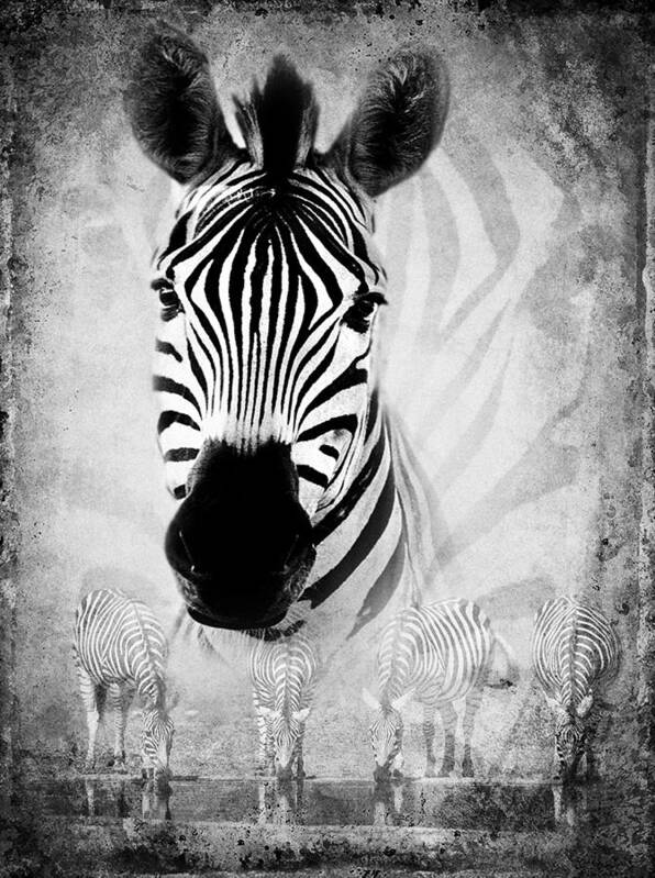 Zebra Poster featuring the photograph Zebra Profile In Bw by Ronel BRODERICK