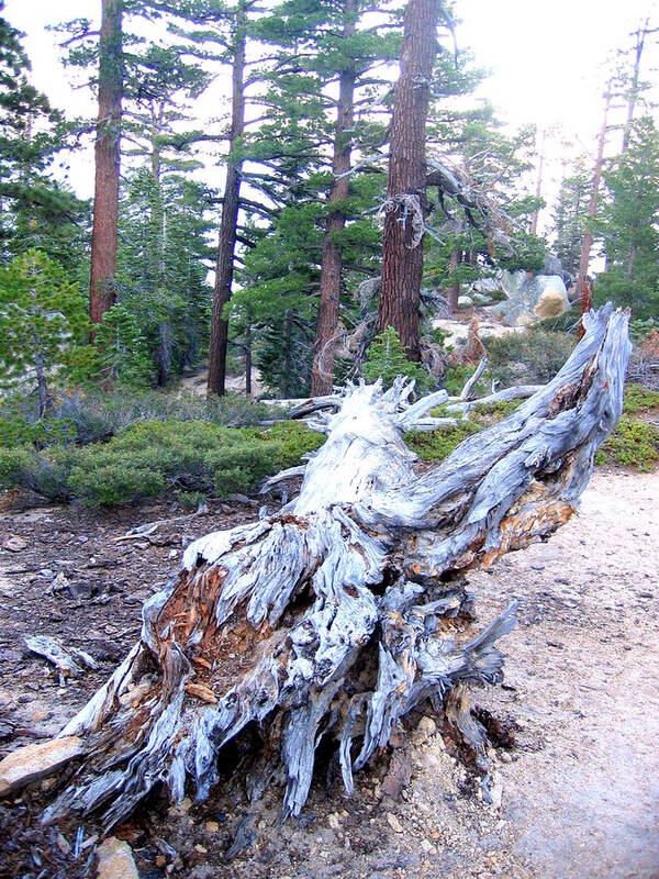 Trees Poster featuring the photograph A Fallen Tree Becomes Art In Tahoe by Don Struke