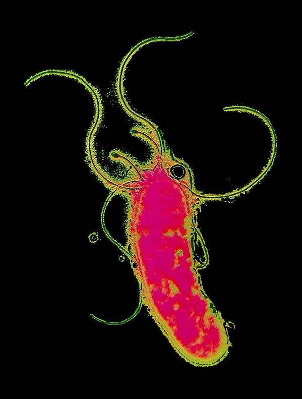 Helicobacter Pylori Poster featuring the photograph Helicobacter Pylori Bacterium #1 by P. Hawtin, University Of Southampton