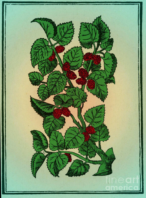 Red Mulberry Poster featuring the photograph Red Mulberry #3 by Science Source