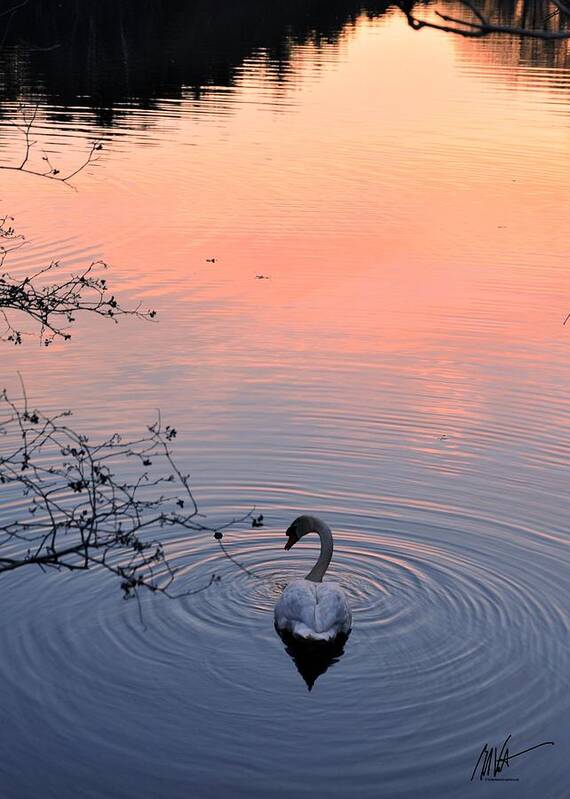  Poster featuring the photograph Swan Sunset #1 by Mark Valentine