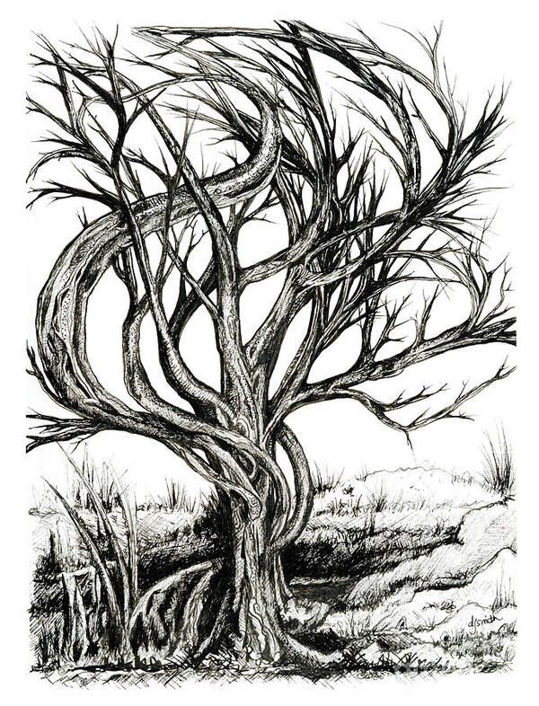 Tree Poster featuring the drawing Twisted Tree by Danielle Scott