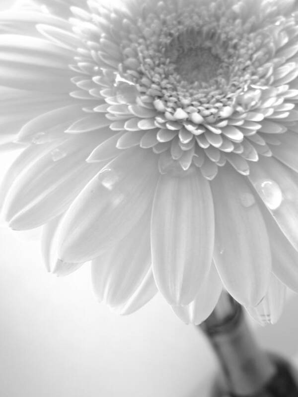 Gerbera Photographs Poster featuring the photograph 1491c4 by Kimberlie Gerner Wells