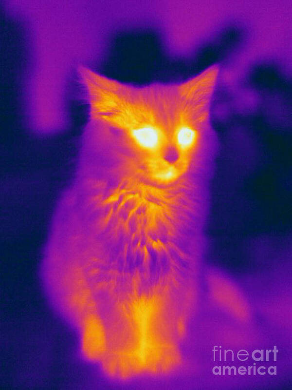 Thermogram Poster featuring the photograph Thermogram Of A Cat #2 by Ted Kinsman