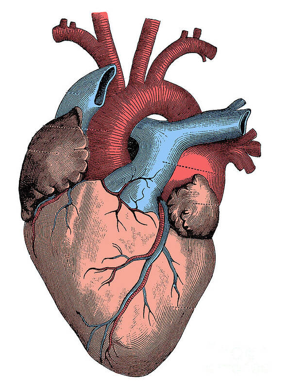 Human Poster featuring the photograph Heart #3 by Science Source