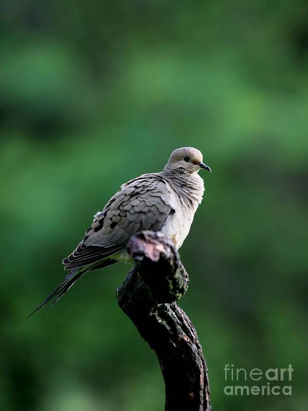 Nature Poster featuring the photograph Mourning Dove #31 by Jack R Brock