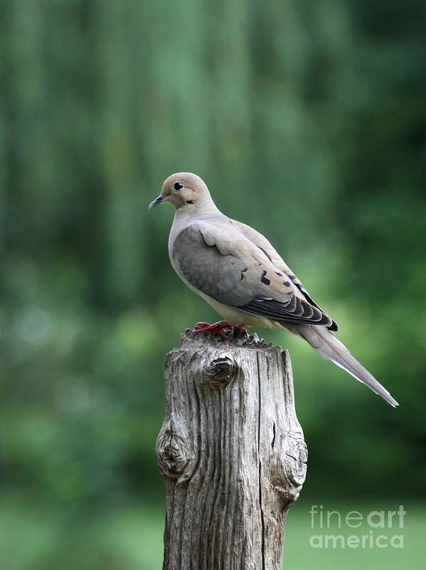 Nature Poster featuring the photograph Mourning Dove #35 by Jack R Brock