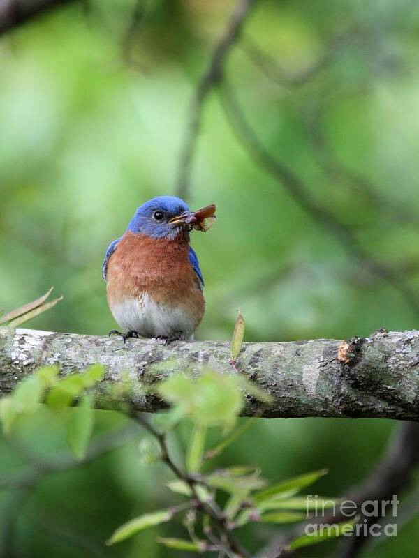 Nature Poster featuring the photograph Eastern Bluebird #61 by Jack R Brock