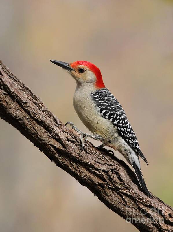 Nature Poster featuring the photograph Red-bellied Woodpecker #8 by Jack R Brock