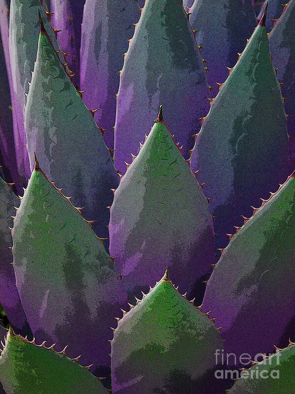 Purple Poster featuring the photograph Agave purple by Victoria Page