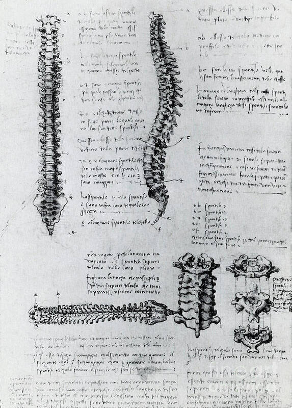 Historical Poster featuring the photograph Anatomy Of The Spine by Science Source