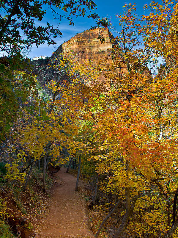 Zion Poster featuring the photograph Autumn Trail in Zion by Joan McDaniel