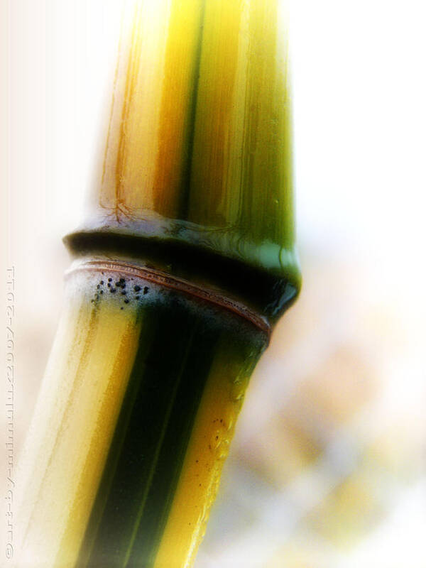 Bamboo Poster featuring the photograph Bamboo by Mimulux Patricia No