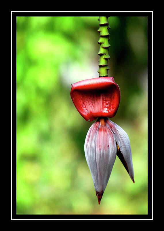 Banana Plant Poster featuring the photograph Banana Heart by Carolyn Marshall