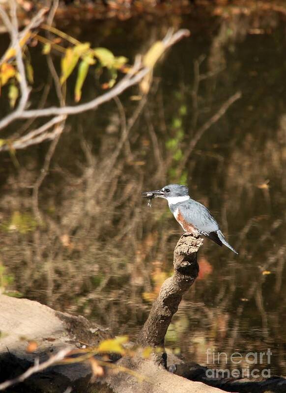Nature Poster featuring the photograph Belted Kingfisher by Jack R Brock
