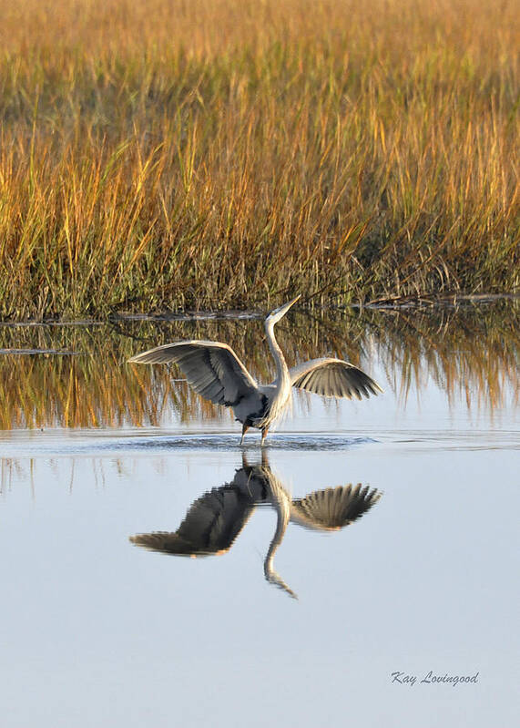 Great Blue Heron Poster featuring the photograph Bird Dance by Kay Lovingood