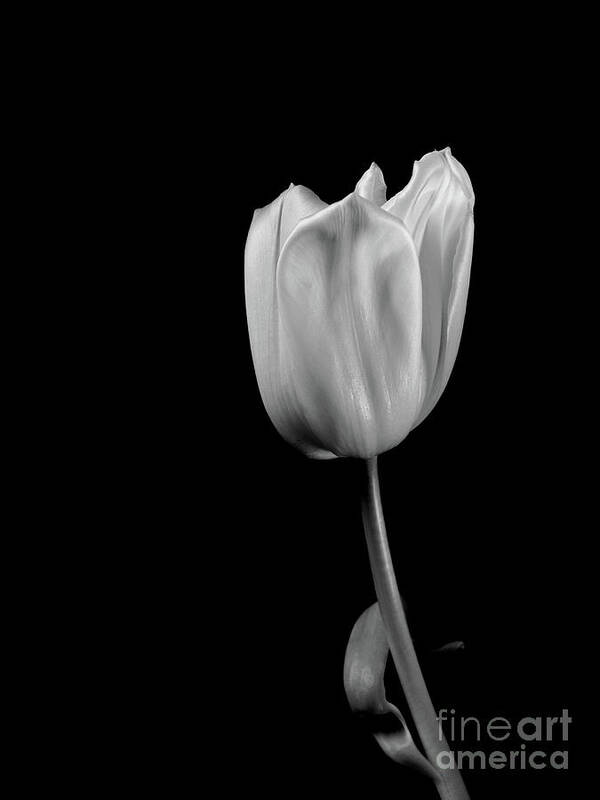 Floral Poster featuring the photograph Black And White Tulip by Dariusz Gudowicz