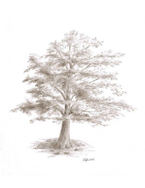 Sketch Poster featuring the drawing Black Oak by Steven Powers SMP