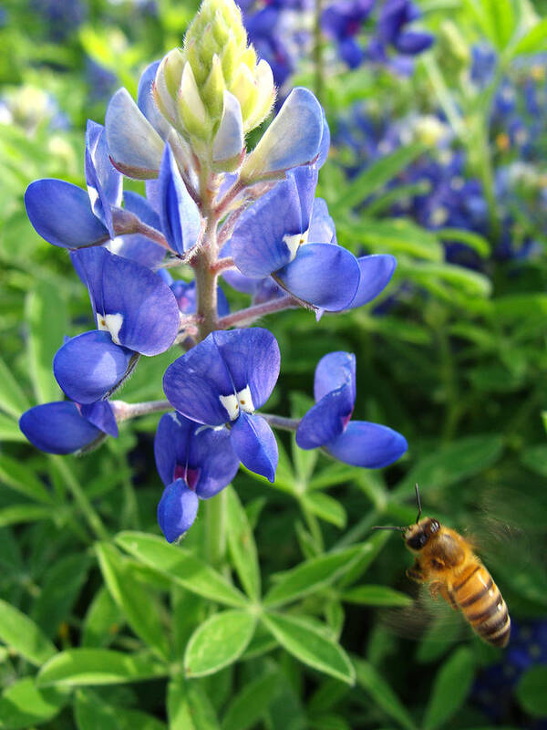 Flower Poster featuring the photograph Bluebonnets and Bees by Stacy Michelle Smith