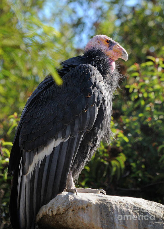 Condor Poster featuring the photograph California Condor by Marc Bittan