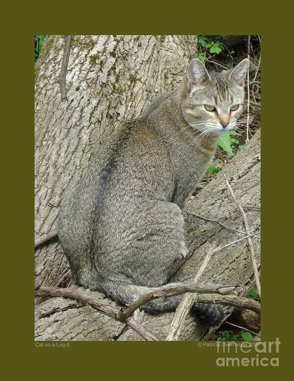 Cat Poster featuring the photograph Cat on a Log-II by Patricia Overmoyer