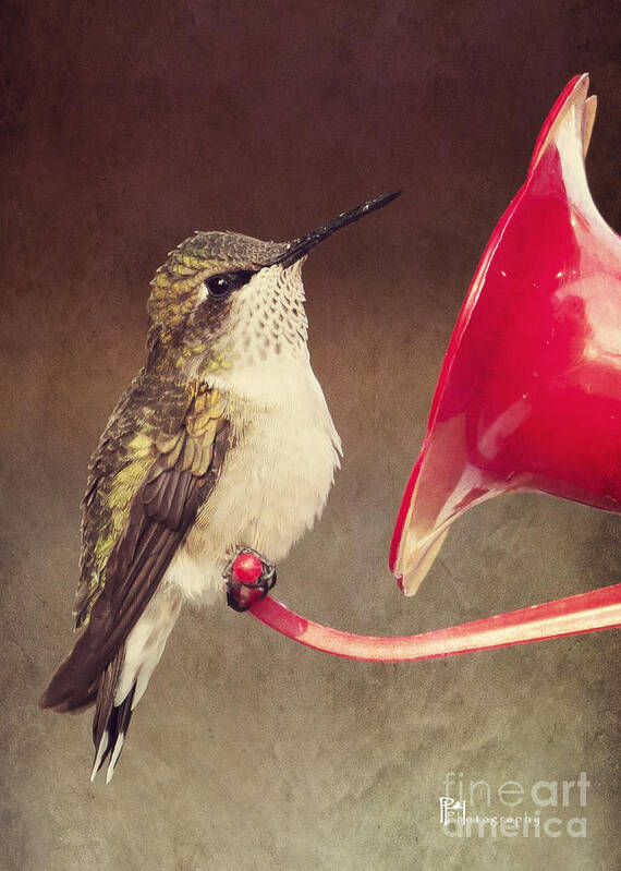 Birds Poster featuring the photograph Chubby Hummer by Pam Holdsworth