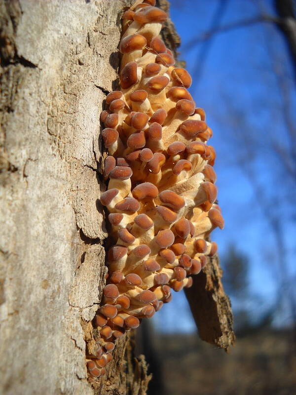 Fungi Poster featuring the photograph Cluster of Tiny Mushrooms by Kent Lorentzen