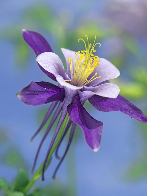 00176669 Poster featuring the photograph Colorado Blue Columbine Close by Tim Fitzharris