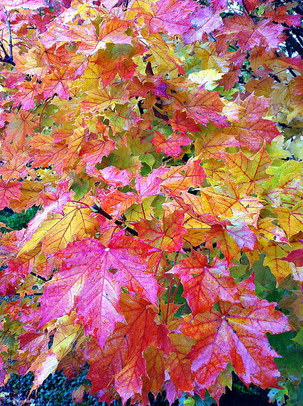 Photograhpy Poster featuring the photograph Colorful Autumn by Sergey and Svetlana Nassyrov