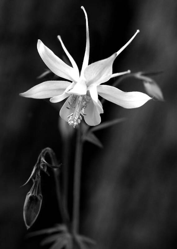 Columbine Poster featuring the photograph Columbine by Roger Lapinski