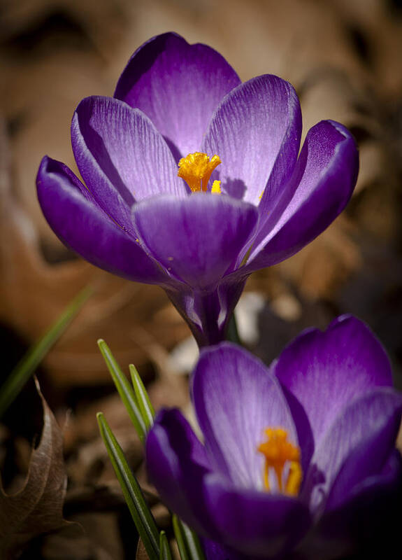 Crocus Poster featuring the photograph Crocus Royalty by Teresa Mucha