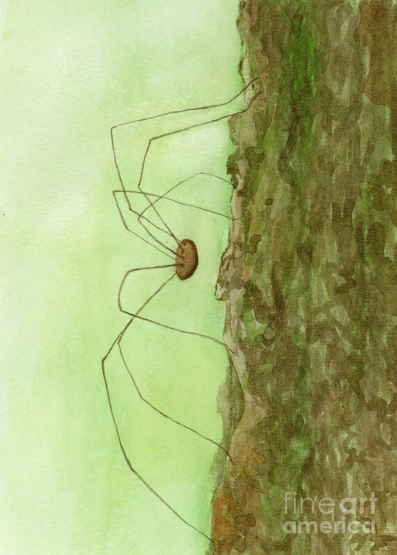 Daddy Poster featuring the painting Daddy Long Legs by Jackie Irwin