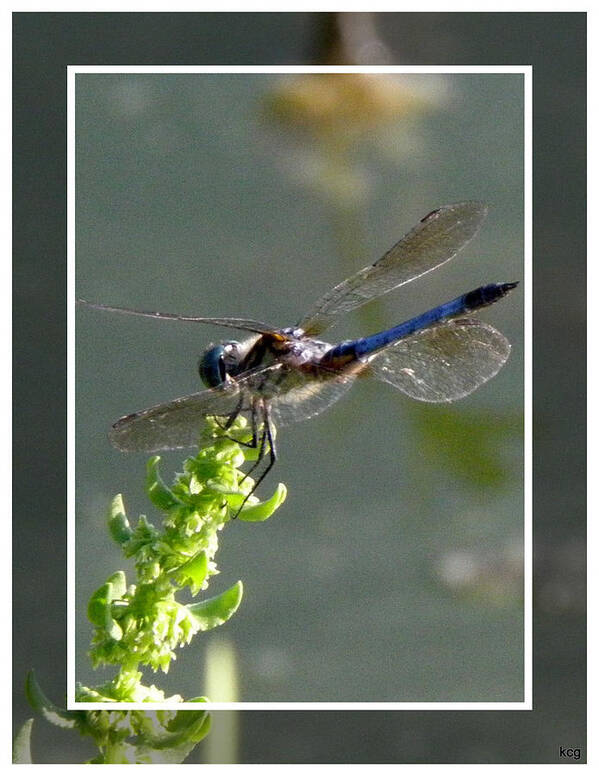 Blue Poster featuring the photograph Dragon fly by Kim Galluzzo