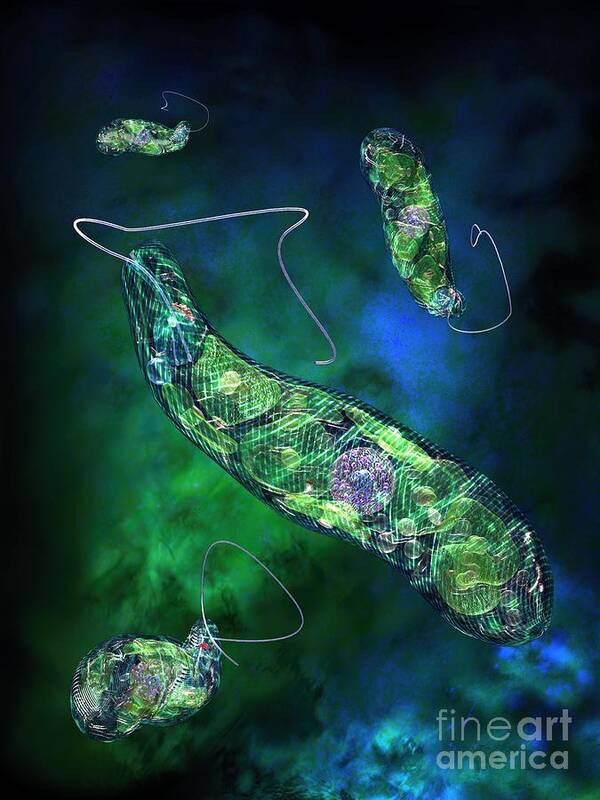 Biological Poster featuring the digital art Euglena Blue by Russell Kightley