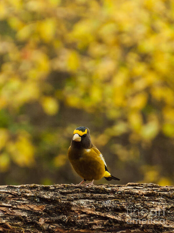 Evening Grosbeak Poster featuring the photograph Evening Grosbeak by Cheryl Baxter