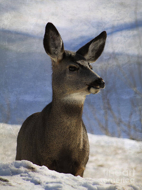 Deer Poster featuring the photograph Female Mule Deer by Alyce Taylor