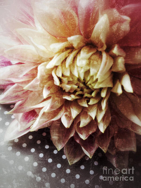 Dahlia Poster featuring the photograph Flower on Black and White Polka Dots by Ruby Hummersmith