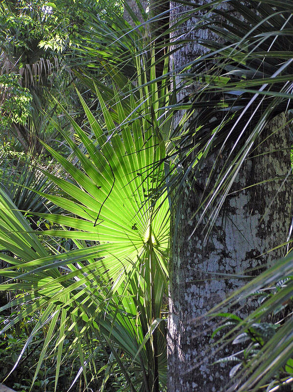 Palm Poster featuring the photograph Forest Palm by Lou Belcher