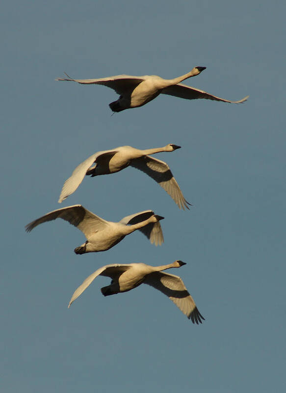 Swan Poster featuring the photograph Four Swans by Cathie Douglas