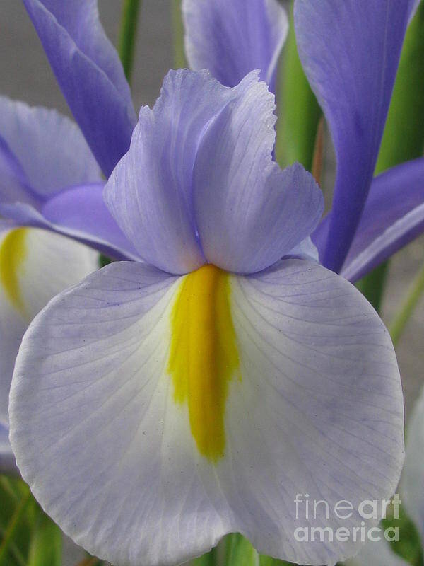 Flower Poster featuring the photograph Friendly by Holy Hands