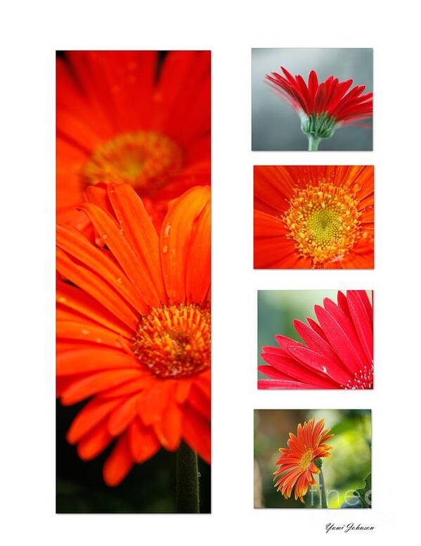 Garbera Daisy Poster featuring the photograph Garbera daisy collage 2 by Yumi Johnson