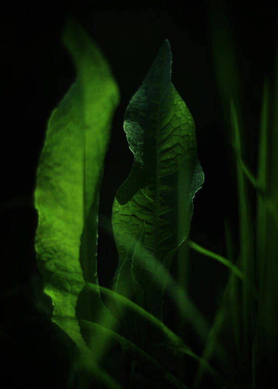 rumex Crispus Poster featuring the photograph Ginsberg by Rebecca Sherman