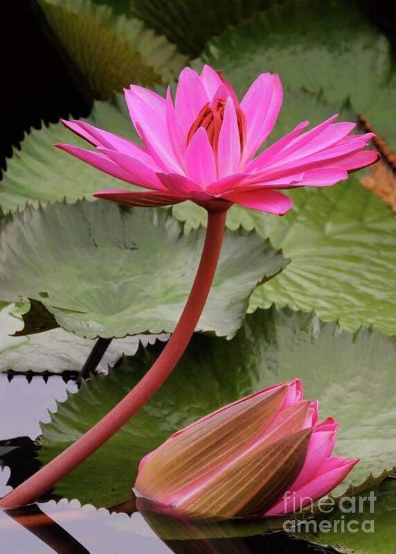 Water Lilies Poster featuring the photograph Graceful Water Lilies by Sabrina L Ryan